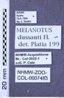 Etiketten zu Melanotus dussauti (NHMW-ZOO-COL-0007483)